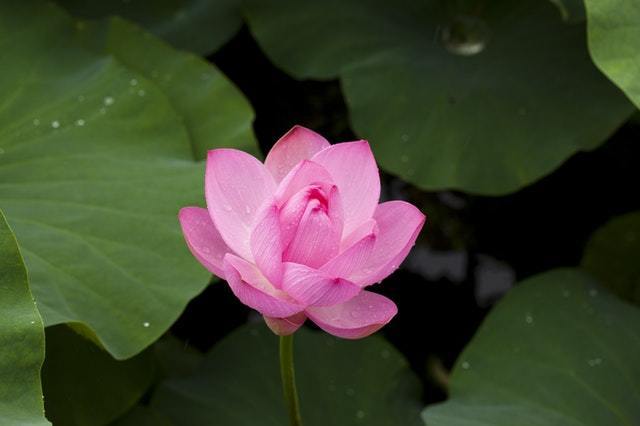 lotus-nature-plants-flowers-39024.jpeg