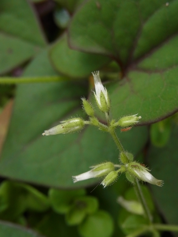 orandamiminagusa.jpg