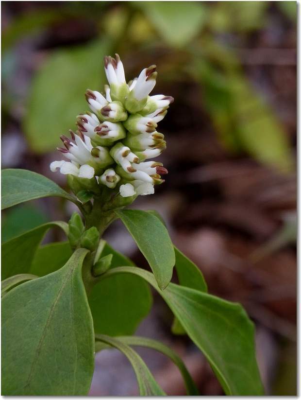 pachysandra-terminalis02.jpg