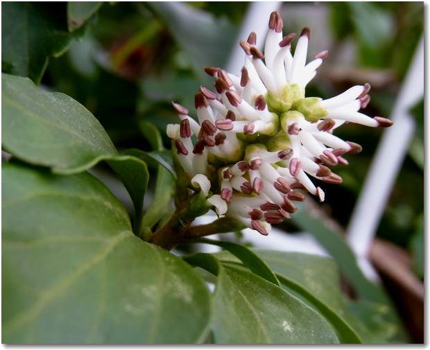 pachysandra-terminalis05.jpg