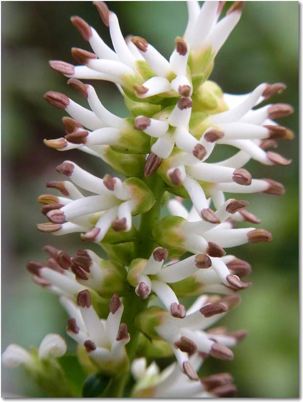 pachysandra-terminalis06.jpg