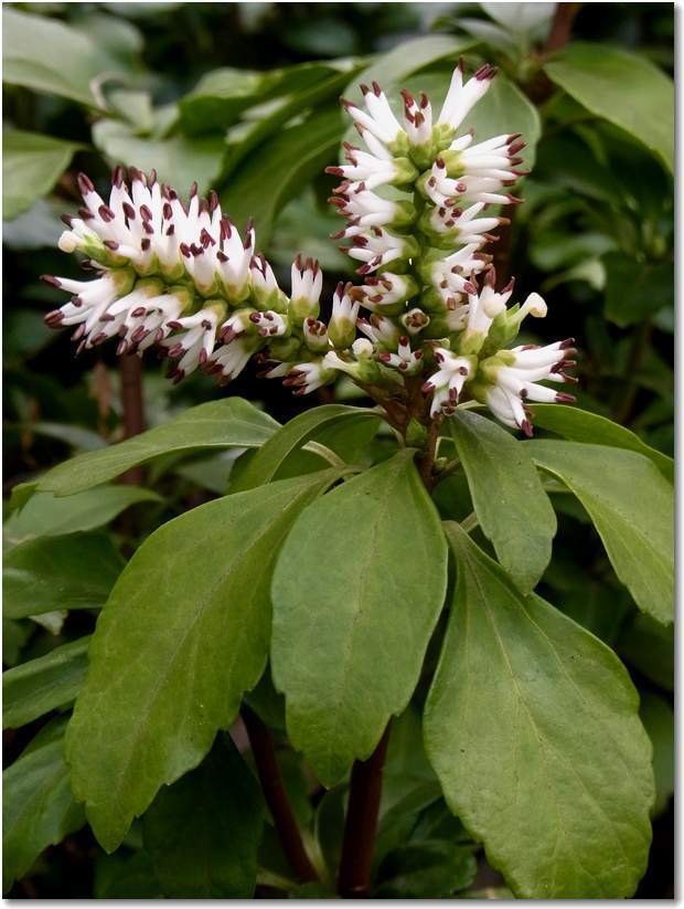 pachysandra-terminalis07.jpg