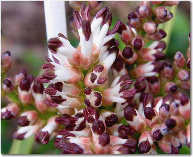 pachysandra-terminalis08.jpg