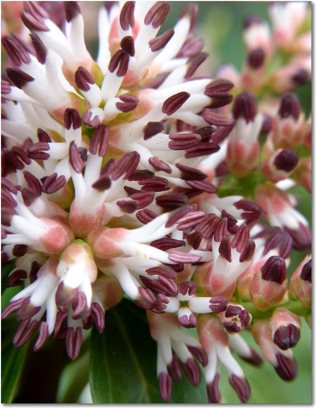 pachysandra-terminalis10.jpg