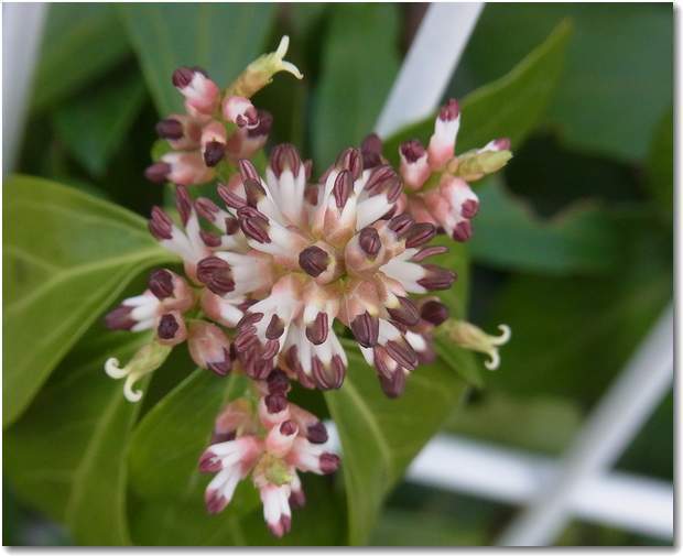 pachysandra-terminalis11.jpg