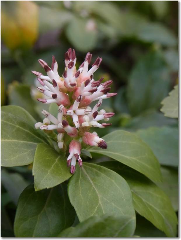 pachysandra-terminalis12.jpg