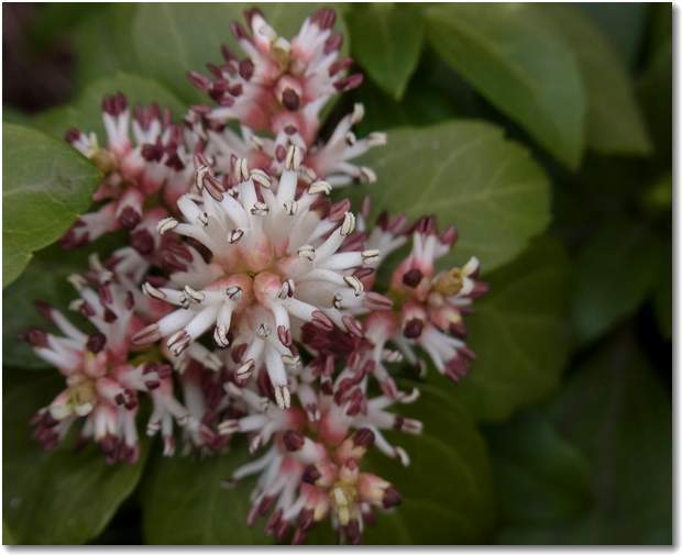 pachysandra-terminalis13.jpg