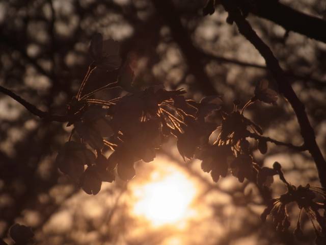 sakura_04april2017.jpg
